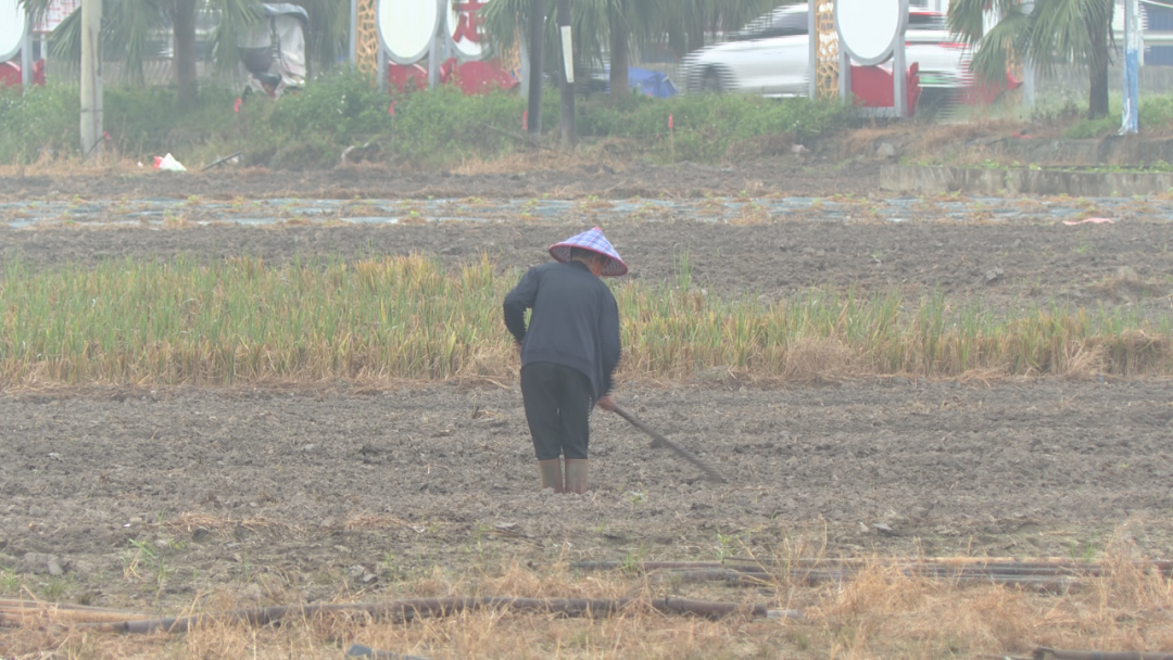 屯昌县：冬日苦瓜种植忙 种出增收新希望