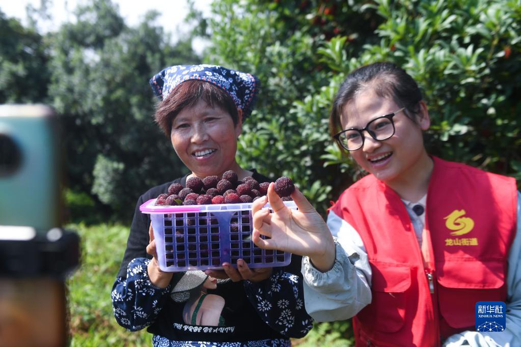 杨梅致富种植_致富种植杨梅怎么样_种植杨梅赚钱吗