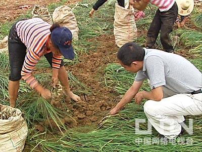 中央致富电视王浩台节目_中央电视台致富经王浩_中央台致富节目