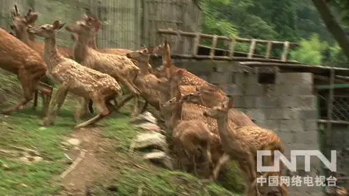 致富经养鹿浙江丽水_致富经鹿养殖_致富经养鹿八年五万变百万