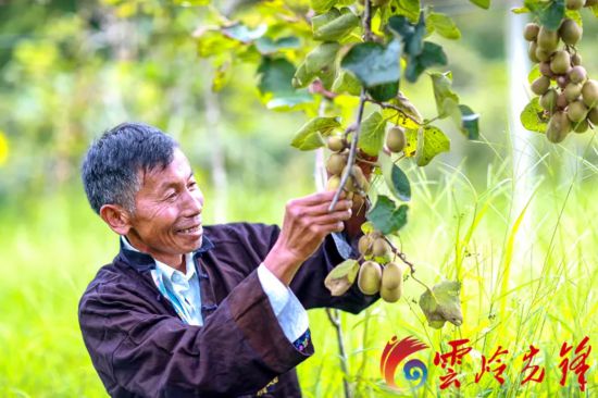 种植致富金果果_致富经果树盆景_致富经种水果