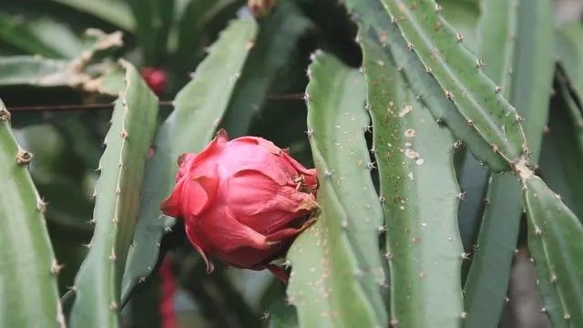 松果种植致富_种植果松树的效益_致富种植松果图片