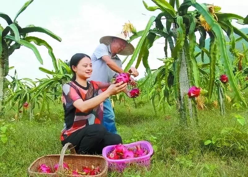 种植果松树的效益_松果种植致富_致富种植松果图片