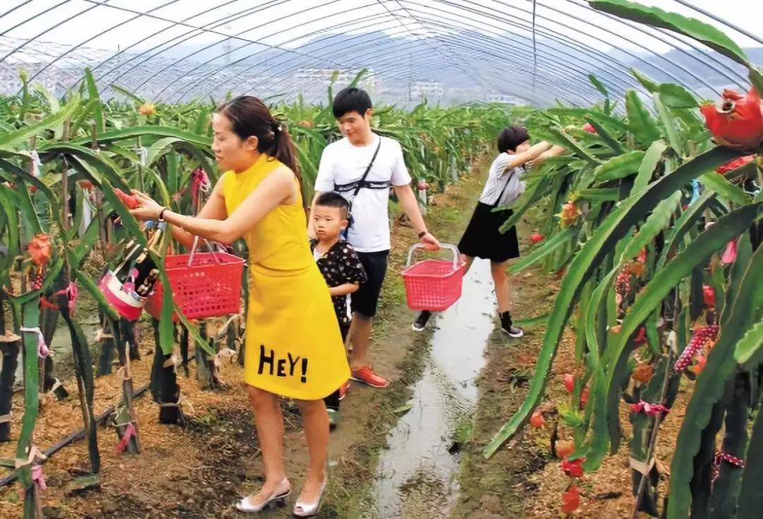 种植果松树的效益_松果种植致富_致富种植松果图片