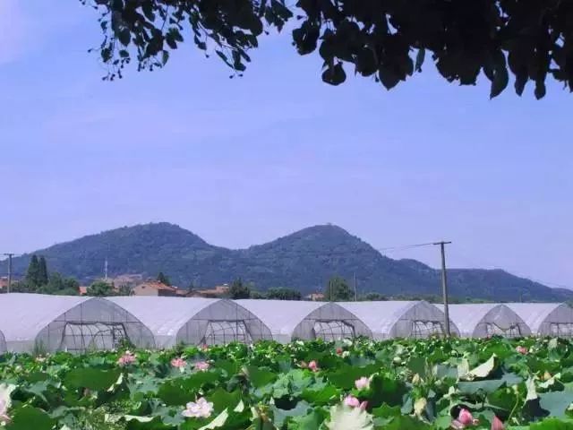 致富种植松果图片_松果种植致富_种植果松树的效益