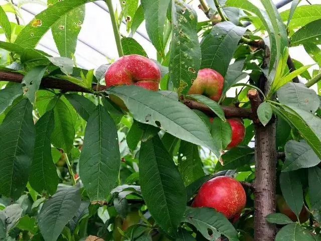 致富种植松果图片_种植果松树的效益_松果种植致富