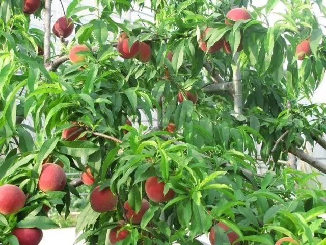 松果种植致富_致富种植松果图片_种植果松树的效益