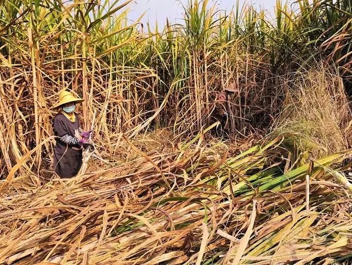 致富养殖疫情期间有补贴吗_疫情期间养殖致富_疫情期间养殖户有补贴吗