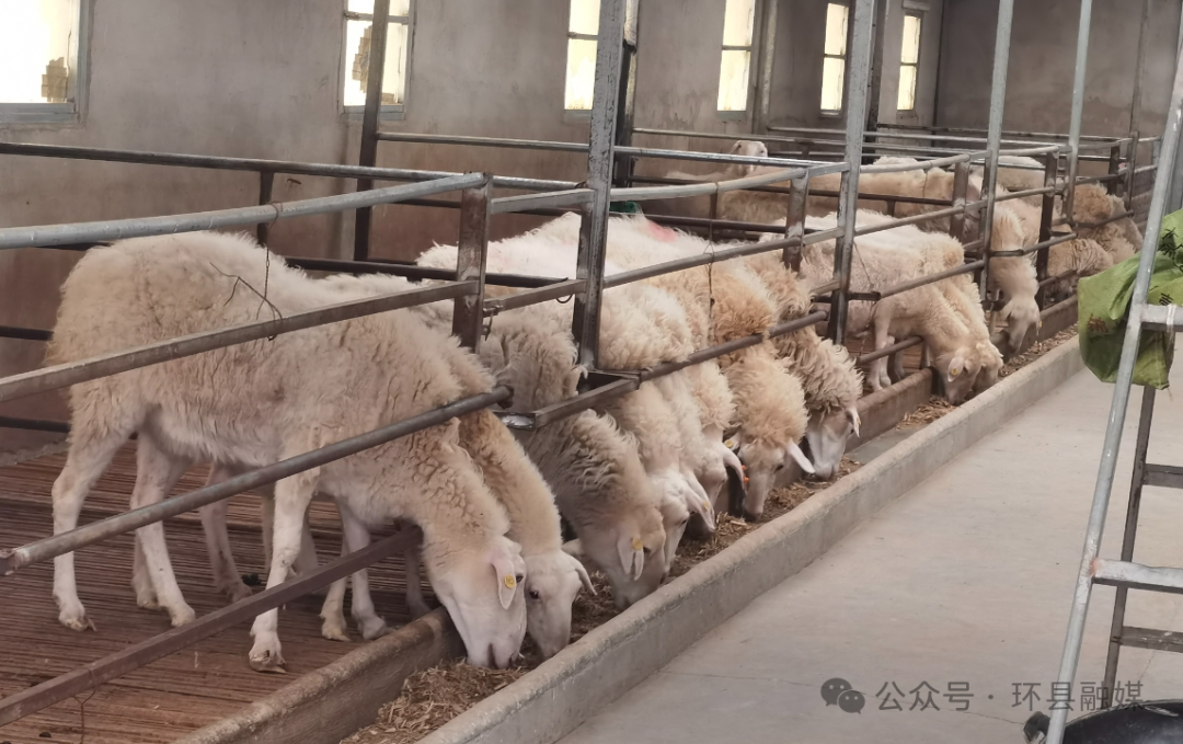 渭南养羊基地_2021年养殖羊致富前景_渭南羊养殖致富