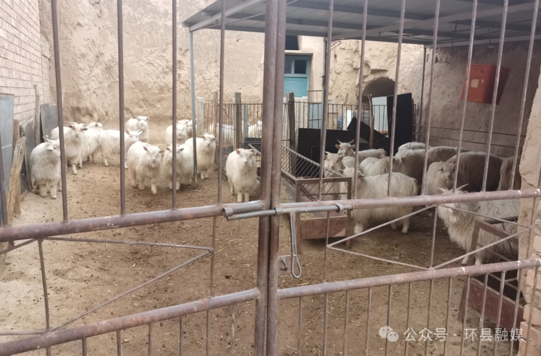 2021年养殖羊致富前景_渭南羊养殖致富_渭南养羊基地