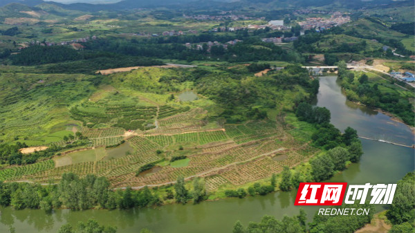 新田县游塘村：引种黄桃树 结出致富果