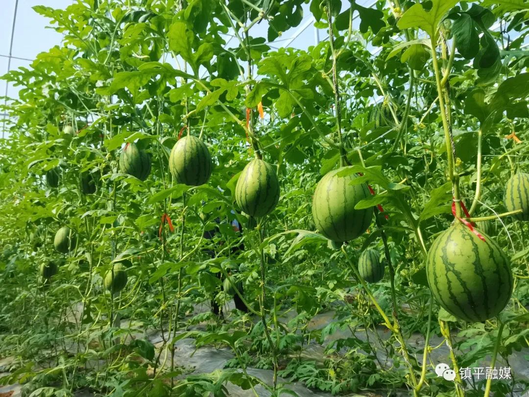 采用吊瓜的种植技术_吊瓜种植建设项目实施方案_种植采用技术吊瓜的方法