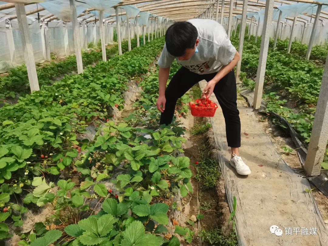 吊瓜种植建设项目实施方案_种植采用技术吊瓜的方法_采用吊瓜的种植技术