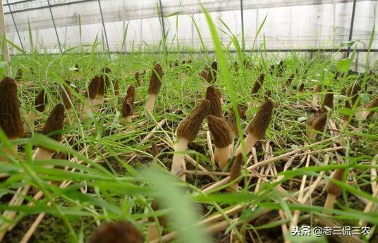 橄榄树种植方法和种植时间_种植工艺榄技术_种工艺榄的市场分析