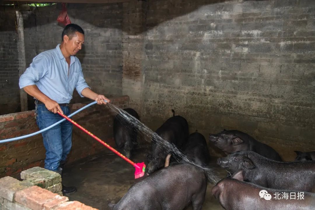 农村院子养殖致富_小庭院养殖致富案例_农村院子养殖什么好