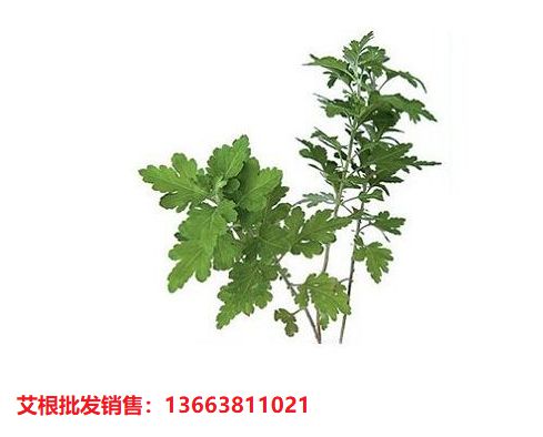 致富效果种植艾叶图片_艾叶种植致富效果_艾叶种植效益