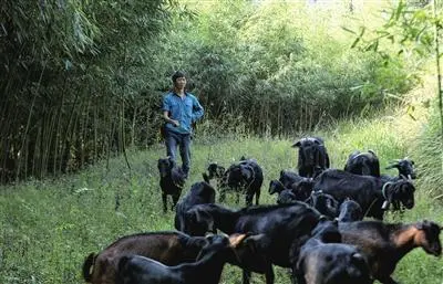 重庆养殖致富_在重庆养殖什么最赚钱_重庆专业养殖