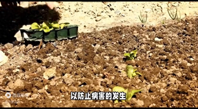 西红柿移栽定植要怎么做？苗长得壮