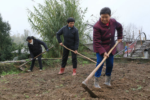 种艾叶赚钱吗_艾叶种植效益_艾叶种植致富效果