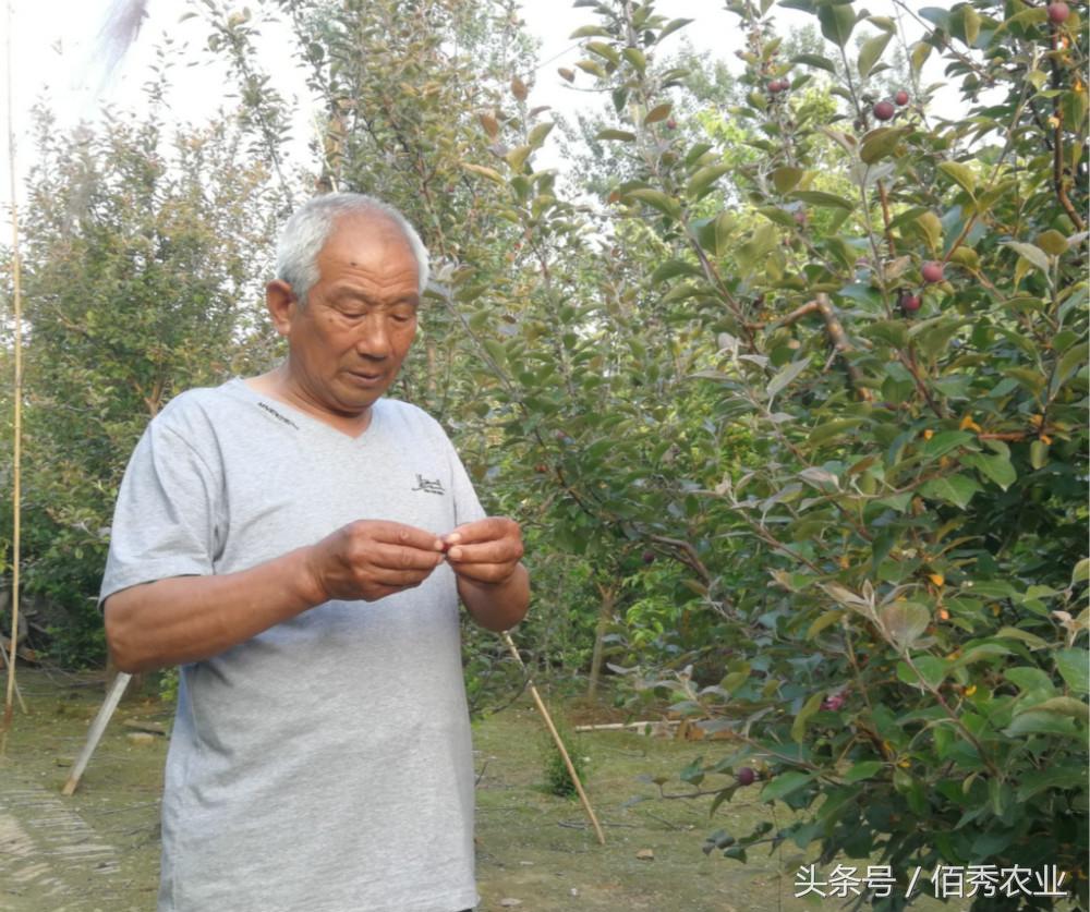 小院养殖致富项目_致富农村养殖种植_小庭院养殖致富案例