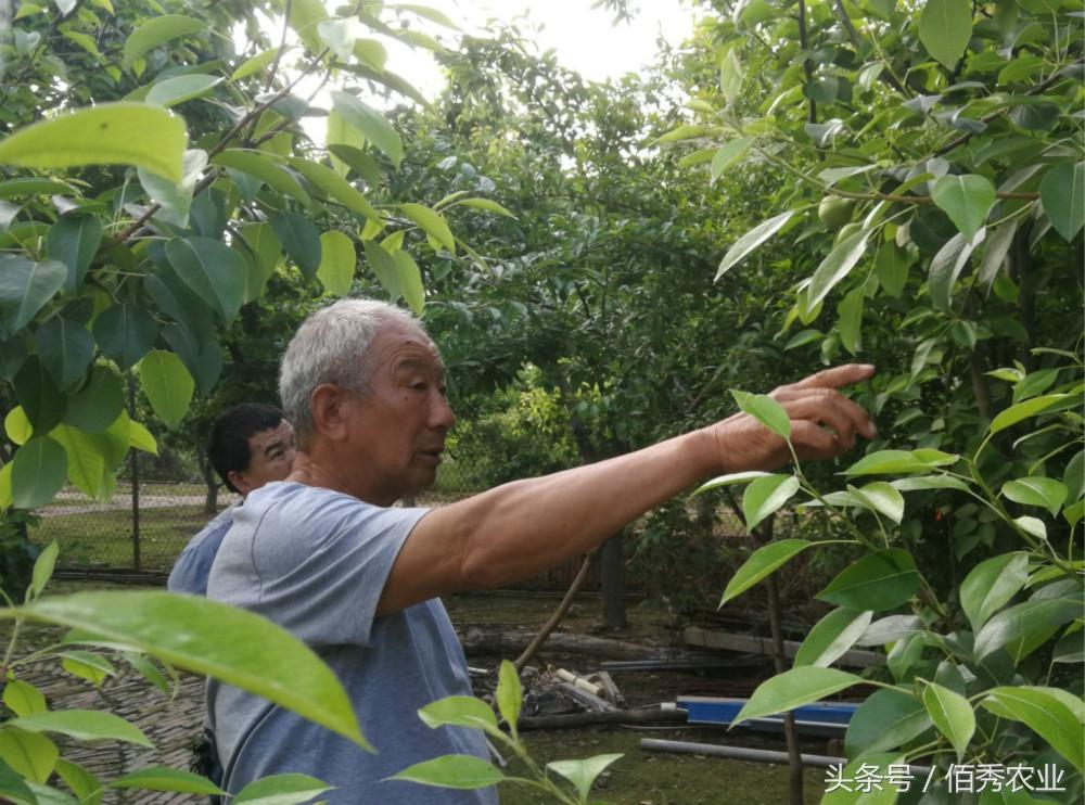 小院养殖致富项目_致富农村养殖种植_小庭院养殖致富案例