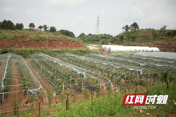 种植皇帝柑致富_种植皇帝柑致富_种植皇帝柑致富