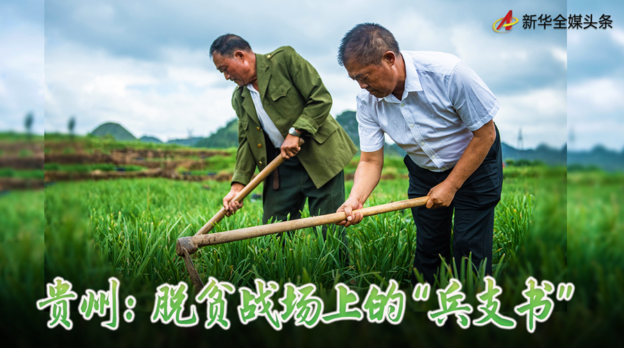 贵州铜仁种什么农作物_铜仁农作物_铜仁农业种植致富项目