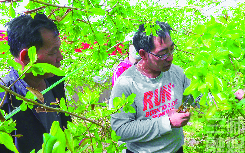 种植樱桃赚钱吗_致富经大樱桃种植视频_致富经种樱桃