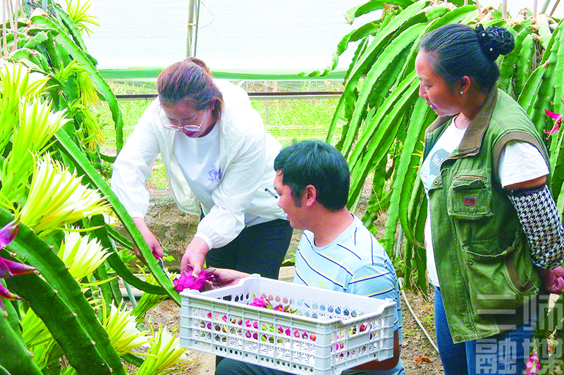 种植樱桃赚钱吗_致富经大樱桃种植视频_致富经种樱桃