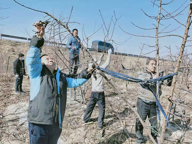 致富经种樱桃_致富经大樱桃种植视频_樱桃致富经