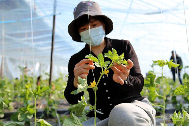 致富经种樱桃_致富经大樱桃种植视频_樱桃致富经