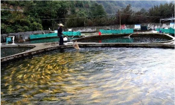 值钱的冷水鱼_致富经冷水鱼_致富经冷水鱼养殖视频