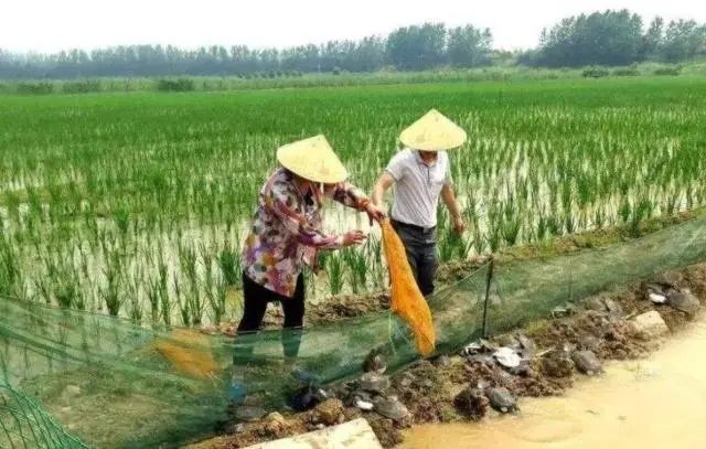 致富经茭白田套养_致富经茭白种植_茭白田套养田螺技术