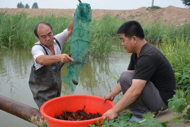 致富经茭白种植_致富经茭白田套养_茭白田套养田螺技术