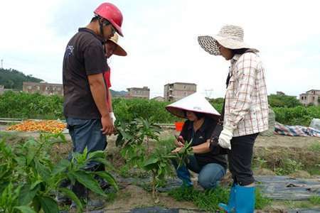 番石榴种植和管理技术_石榴种植与管理_石榴栽培技术要点