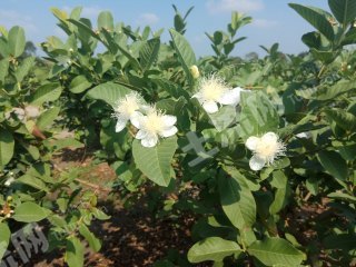 番石榴种植和管理技术_石榴栽培技术要点_石榴种植与管理