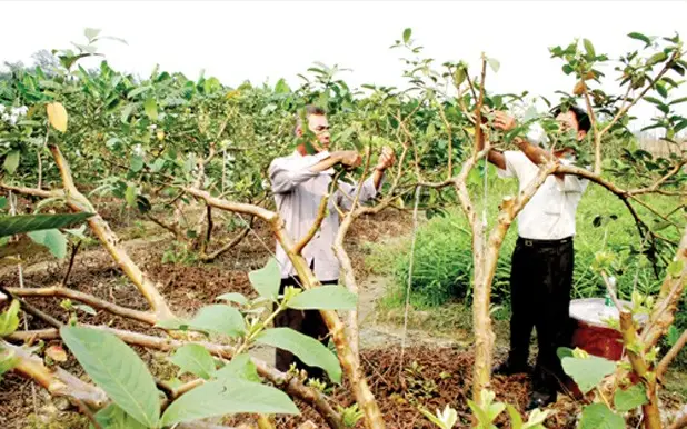 石榴栽培技术要点_石榴种植与管理_番石榴种植和管理技术