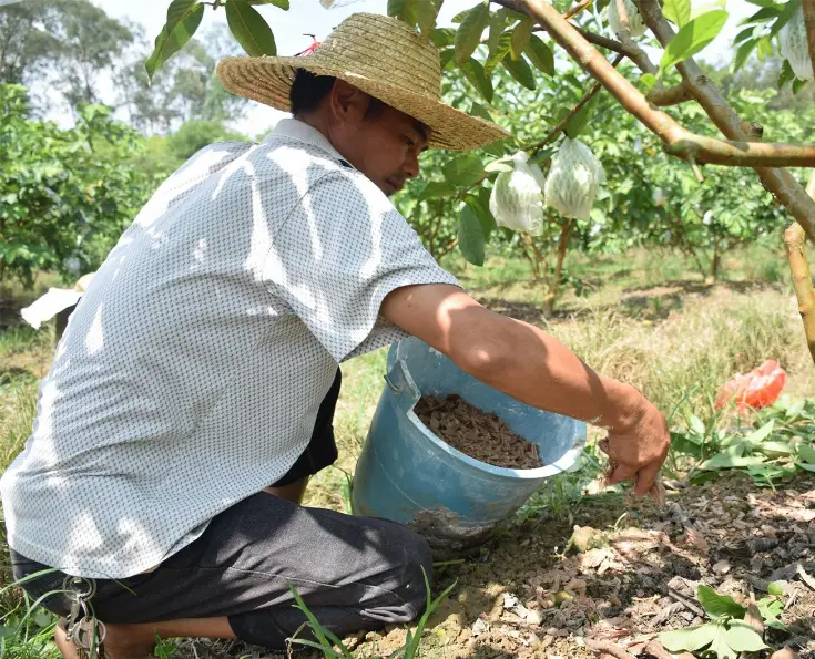 石榴栽培技术要点_番石榴种植和管理技术_石榴种植与管理