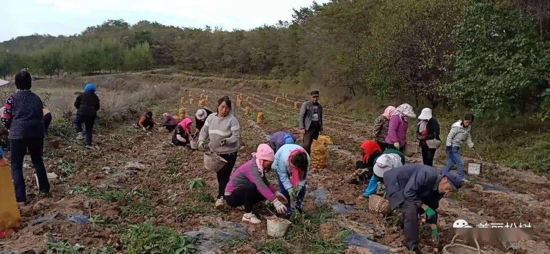 致富松树养殖项目怎么样_致富松树养殖项目中标公告_松树养殖致富项目