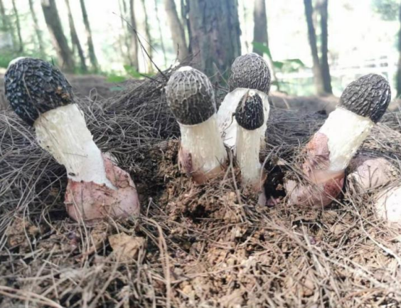 【百花农技小课堂】第三十六期—红托竹荪林下种植技术