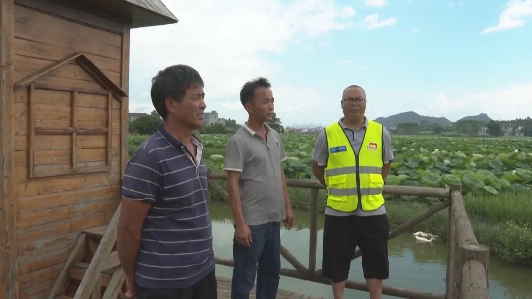 致富经种藕视频_致富经高产藕种植视频_种藕的视频