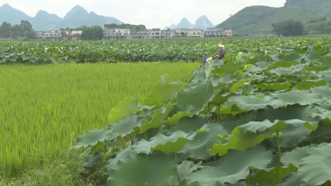 种藕的视频_致富经高产藕种植视频_致富经种藕视频