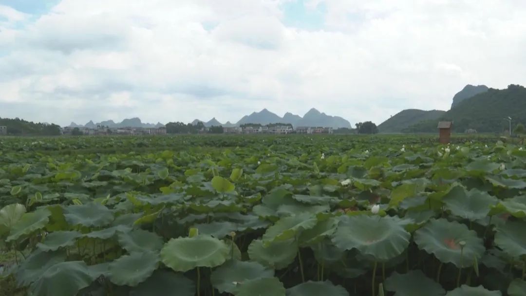 致富经种藕视频_致富经高产藕种植视频_种藕的视频