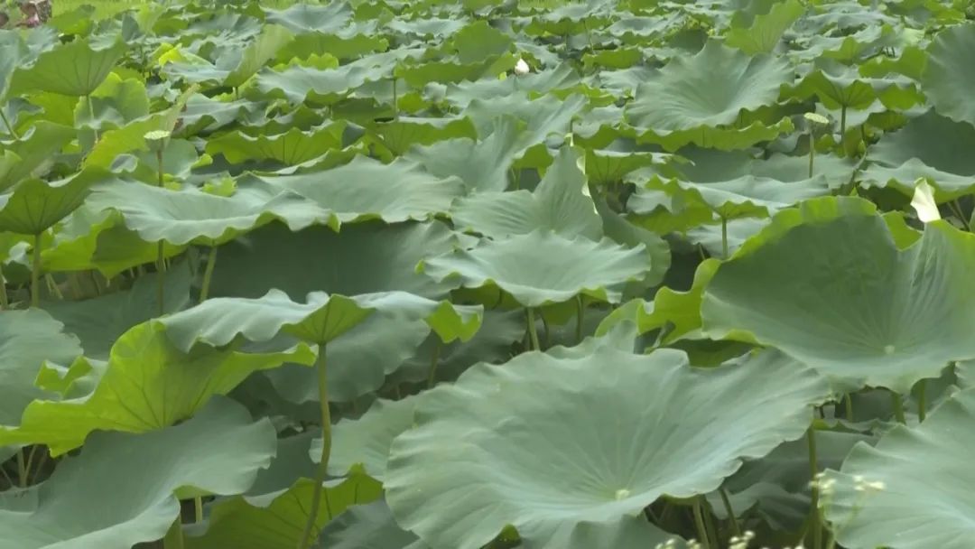 致富经高产藕种植视频_种藕的视频_致富经种藕视频