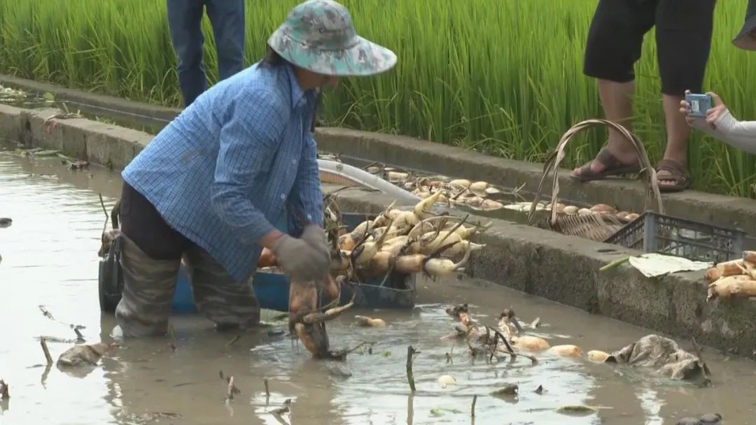 致富经高产藕种植视频_致富经种藕视频_种藕的视频