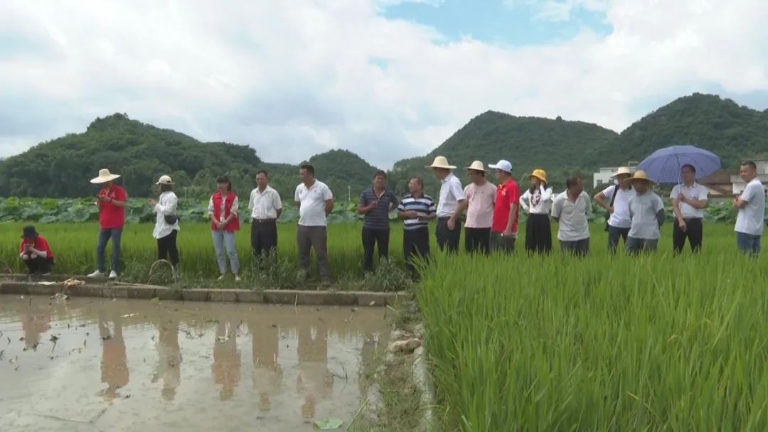 致富经高产藕种植视频_致富经种藕视频_种藕的视频