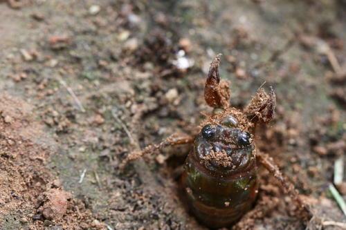 知了种植技术_知了如何种植_知了的种植方法图解