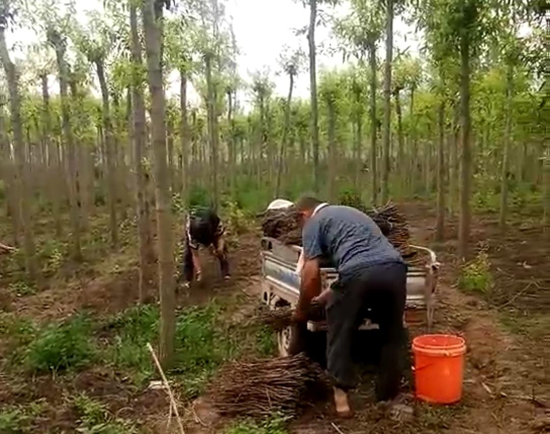 知了种植技术_知了的种植方法图解_知了如何种植