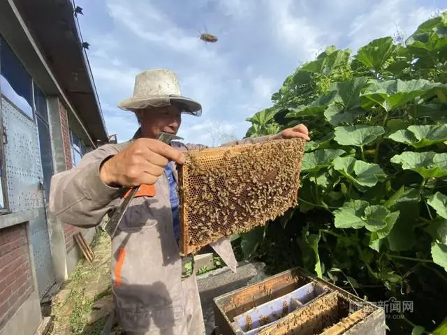 蜜蜂养殖效益_蜜蜂养殖致富_致富经吗攻左养蜜蜂