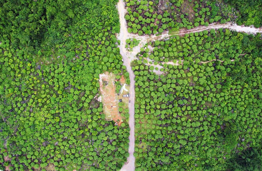 融安县沙子乡沙子村的中草药种植基地。